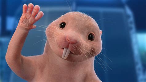 rufus the naked mole rat